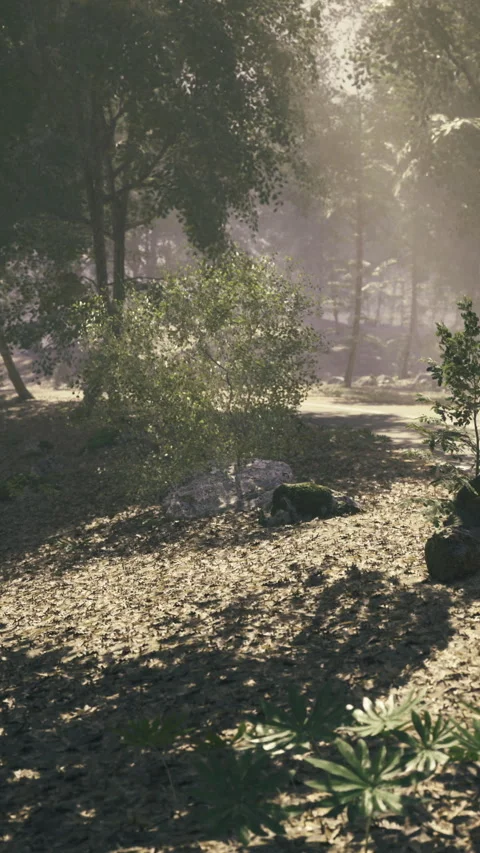 Soft sunlight filters through trees in a tranquil forest path in morning light Stock Footage 341397502