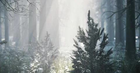Soft sunlight filters through trees in a serene winter forest setting Stock-Illustration