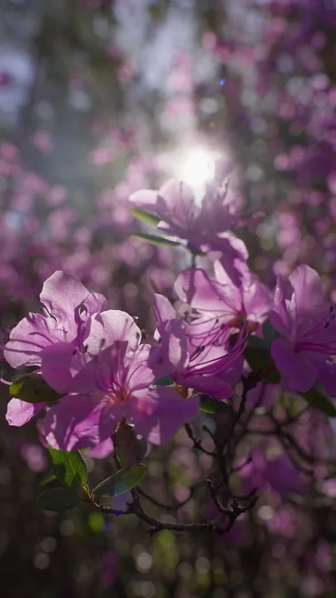 Soft sunlight glows through blooming purple flowers 스톡 동영상 333901406