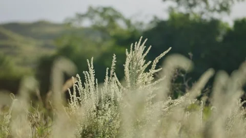 Soft sunlight glows through tall, feathery grasses Video stock 307717515