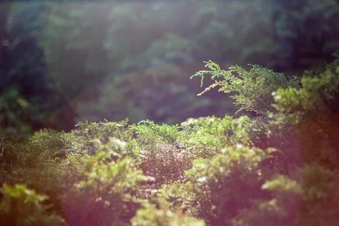 Soft Sunlight on Greenery Stock Photos