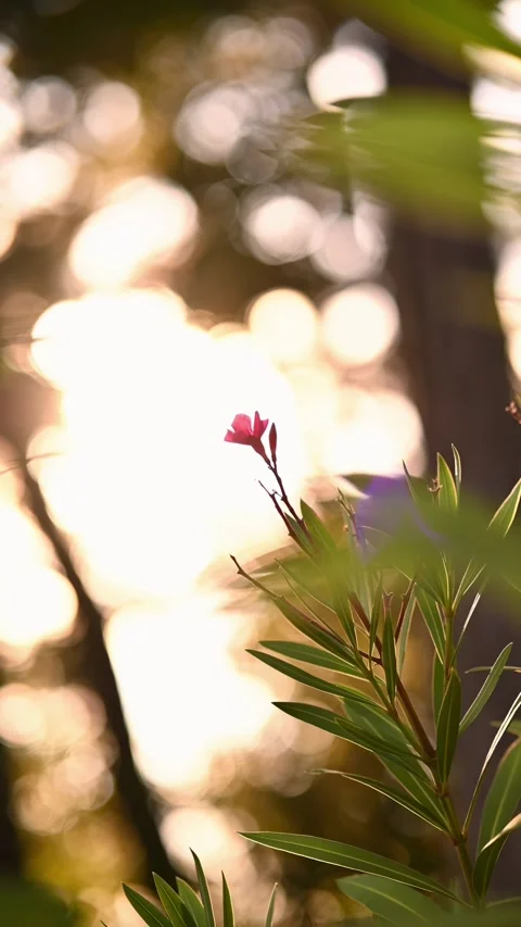 Soft Sunlight Illuminates A Delicate Pink Blossom Surrounded By Lush Greenery Stock Footage 314392886