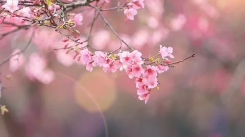 Soft Sunlight Illuminating Delicate Cherry Blossom Flowers in Bloom Stock Footage 341917216