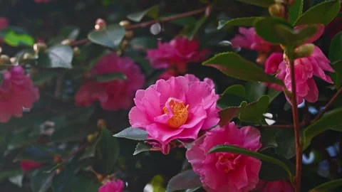 Soft Sunlight on Layered Pink Sasanqua Camellia Blooms Stock Footage 330972853