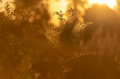 Soft sunlight, lights the grass at sunset Stock Photos