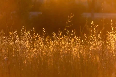 Soft sunlight, lights the grass at sunset Stock Photos