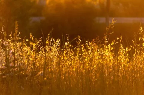 Soft sunlight, lights the grass at sunset Stock Photos