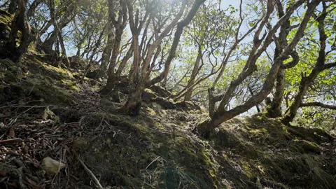 Soft sunlight shine through twisted curved tree trunks in serene evegreen woods Stock Footage 167324313