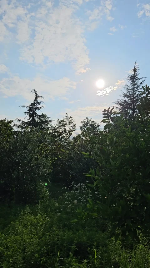 Soft sunlight shines above dense fruit trees and lush vegetation in a peaceful 動画素材 343551762
