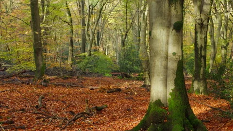 Soft sunlight shines at beech trees in the forest at autumn. Stock Footage 269156313
