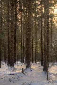 Soft sunlight on snow in forest Stock Photos