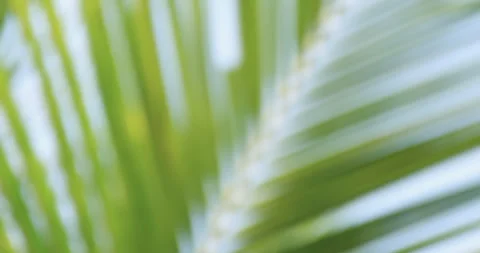 Soft sunlight through coconut palm leaves with gentle blur Stock Footage 332364018