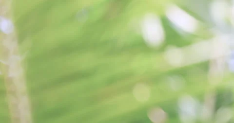 Soft sunlight through coconut palm leaves with gentle blur, creating a fresh Stock Footage 332477090