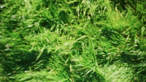 Soft Sunlit Grass Texture with Shallow Focus and Natural Green Tones Stock Footage 341126981