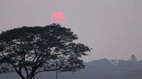 Soft sunrise behind a large tree in misty rural landscape Stock Footage 326988091