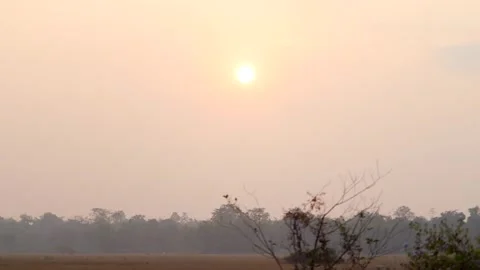 Soft Sunrise Over Forest Landscape in Assam Stock Footage 326857377