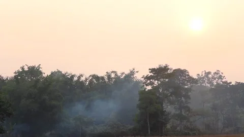 Soft Sunrise Over Forest Trees With Morning Mist Stock Footage 326857456