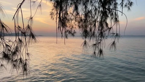 Soft Sunset Colors Viewed Through Pine Needle Branches Overlooking the Quiet Stock Footage 336173942