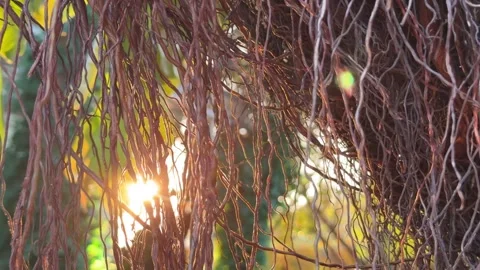 Soft sunset light filters through thick aerial roots of a Curtain Fig tree Stock-Footage 331943944