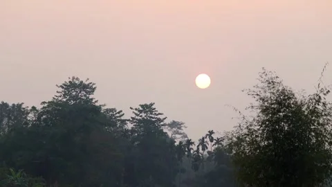 Soft sunset over forest treetops and bamboo trees Stock Footage 326987911