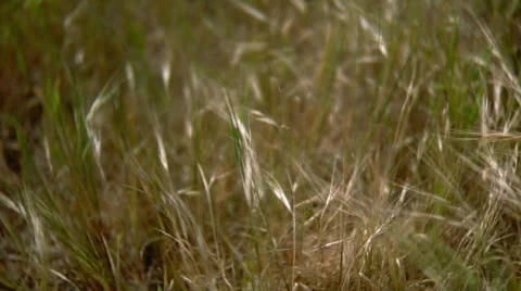 Soft Sway Stock Footage 490277