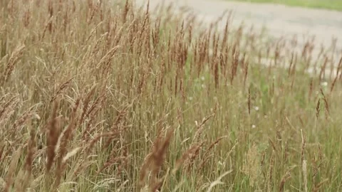Soft tall green field grass with brown seeds sways in wind. Allergies. Stock Footage 179944134