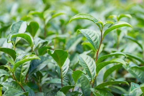 Soft tea plantation Stock Photos