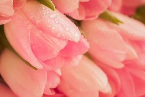 Soft tender background of pink tulips with dew close-up. Spring flowers, abst Stock Photos