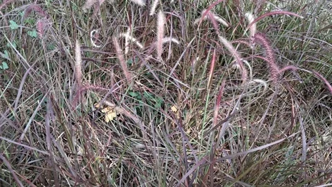 Soft texture of wild reed grass in outdoor field Stock Footage 337787966