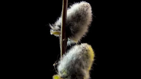 Soft Textures of Spring: Vertical Macro Pan of Silver Pussy Willow. Stock Footage 331803988