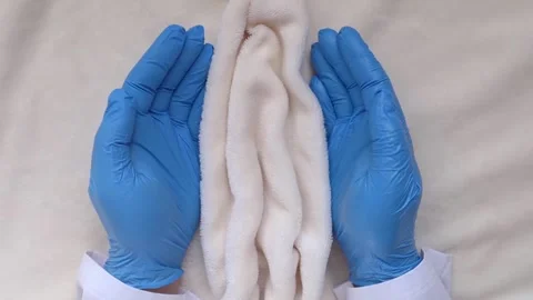 Soft tissue folds in the shape of the labia, vagina and vulva. The concept of wo Stock Footage 286208863