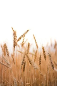 Soft tone barley fields in the light of sunset Stock Photos