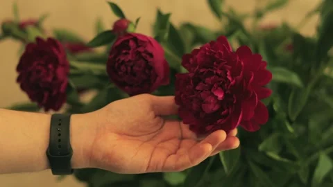 Soft touch of human fingers on a blooming crimson petal Video stock 338185207