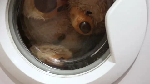 Soft toy brown bear is washable in the washing machine Stock Footage 200822429
