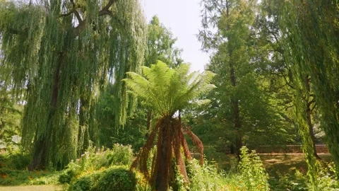 Soft Tree Fern Framed by Weeping Willows in a Winchester Park, England Stock Footage 340603862