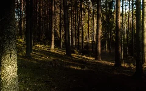 Soft tree forest, last sun shine wood after covered dark Stock Photos