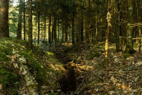 Soft tree forest, last sun shiny into te woods, tinny water river Stock Photos