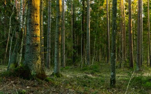 Soft tree forest, sun last shiny on tree Stock Photos