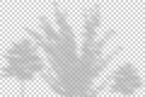 Soft tree leaf shadow overlay on transparent background for realistic design. Illustration