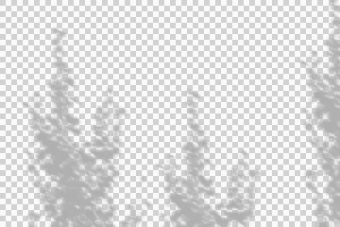 Soft tree leaf shadow overlay on white background for aesthetic graphic design イラスト素材