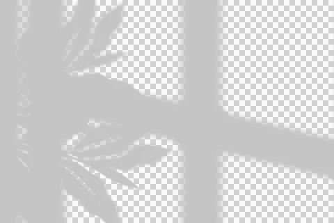 Soft tropical leaf shadow overlay on white wall, window frame. Stock Photos