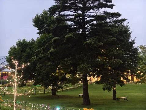 Soft twilight frames tall, dark evergreen trees Stock Photos