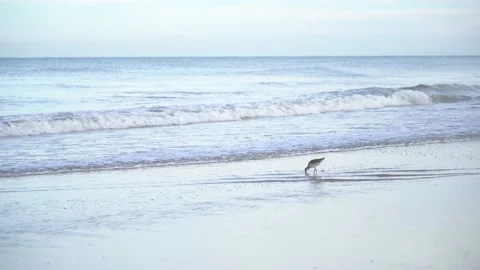 Soft view of the foreshore seascape with a single Willet sandpiper. Stock Footage 238714377