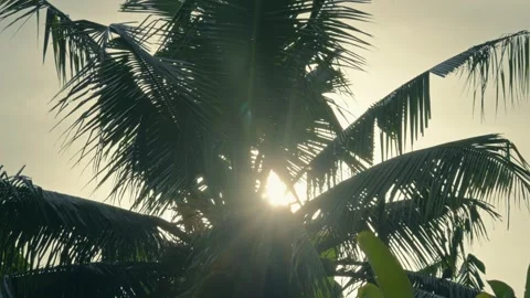 Soft Warm Morning Light Shining Through Palm Tree Leaves with Calm Breeze Video stock 329009818