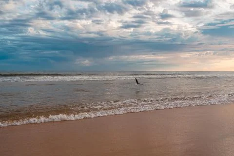 Soft waves roll onto the shore under a moody, cloud-filled sky as a bird gl.. Stock Photos