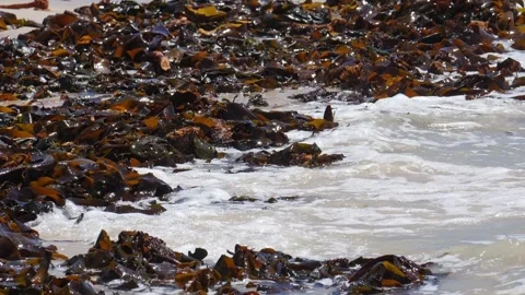 Soft waves rolling through lush kelp forest in south african coastline Video stock 308158347