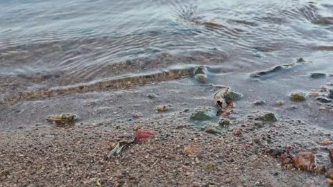 Soft Waves Washing Over Sandy Shoreline Stock Footage 321423058