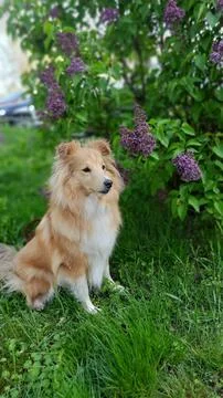 Soft Whispers of Spring Foto stock