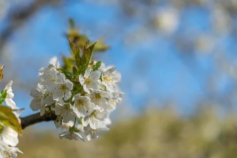 Soft white blossoms bloom on a tree branch Stock-Fotos