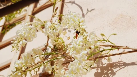 Soft white blossoms climbing over a sunlit beige wall with shadows and natural t Stock Footage 310370056